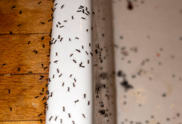 Pest Control for Restaurants in North Seekonk, MA