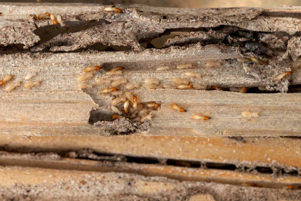 Best Residential Pest Control  in North Seekonk, MA